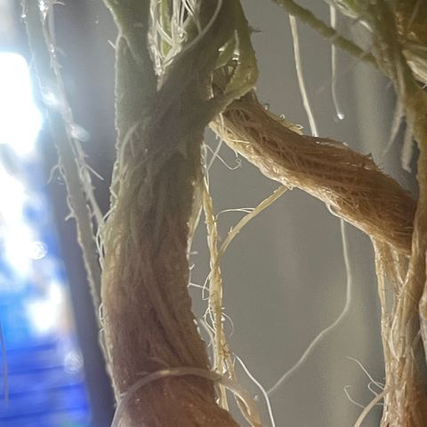 Auto Apples Bananas growlog timeline photo