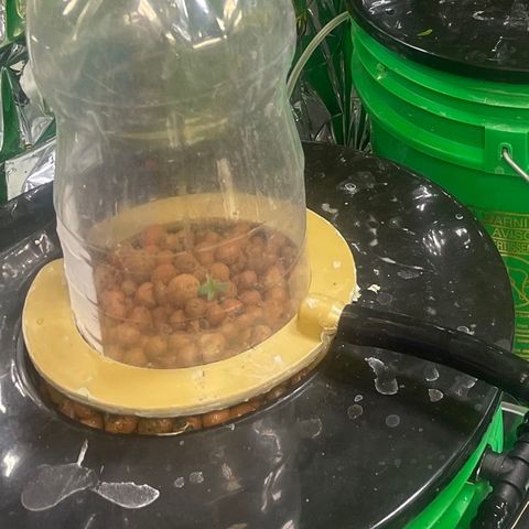 Auto LSD Cookies 1 growlog timeline photo