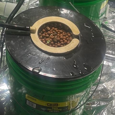 Auto LSD Cookies growlog timeline photo