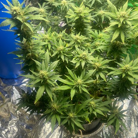Auto Tutankhamen (King Tut) growlog timeline photo