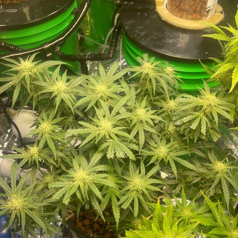 Auto Tutankhamen (King Tut) growlog timeline photo