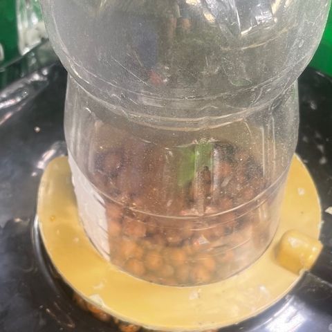 Auto LSD Cookies 1 growlog timeline photo