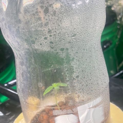 Auto LSD Cookies growlog timeline photo