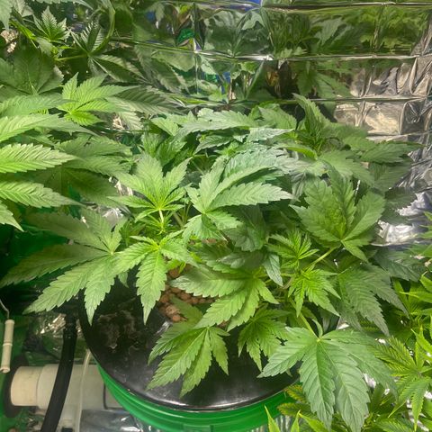Auto Chem Cookies growlog timeline photo