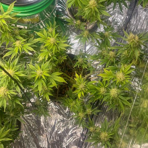 Auto Chem Cookies growlog timeline photo