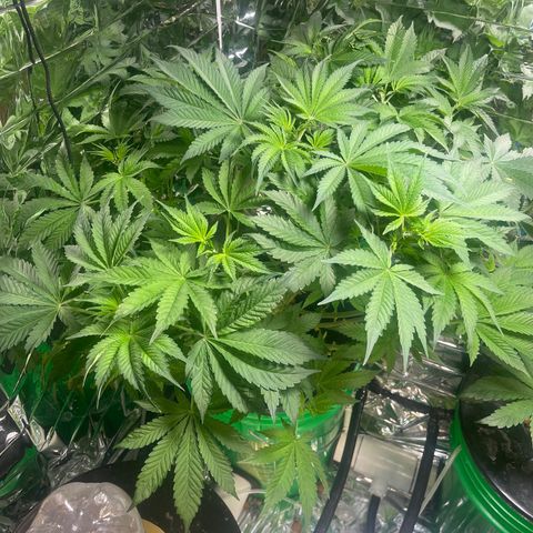 Auto Apples Bananas growlog timeline photo