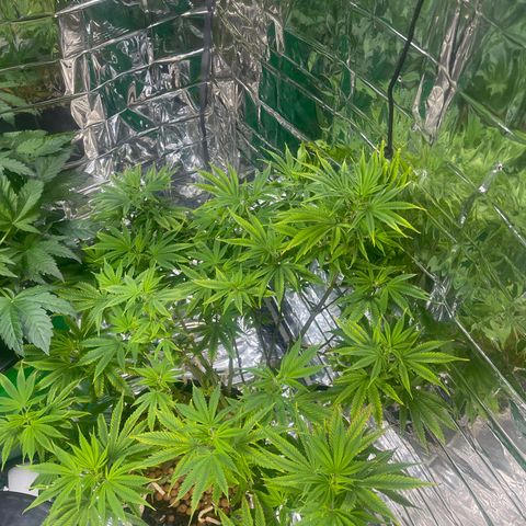 Auto Apples Bananas growlog timeline photo