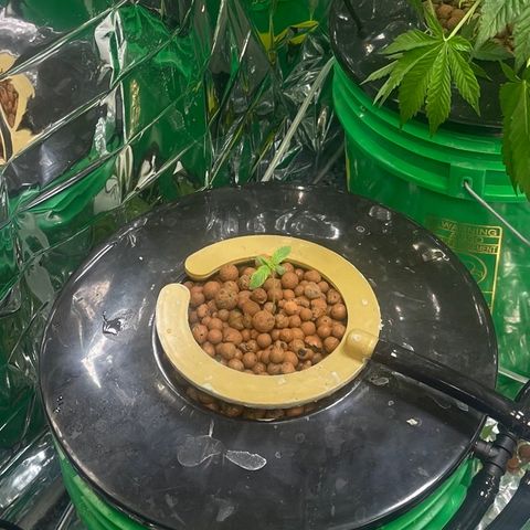 Auto LSD Cookies 1 growlog timeline photo