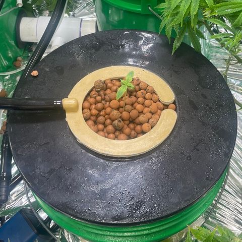 Auto LSD Cookies growlog timeline photo