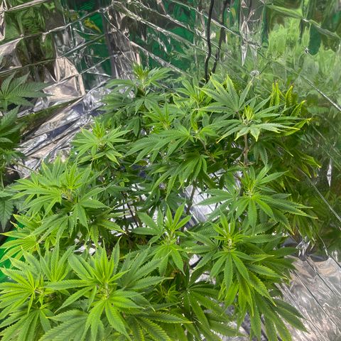 Auto Apples Bananas growlog timeline photo