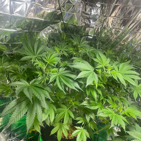 Auto Apples Bananas growlog timeline photo