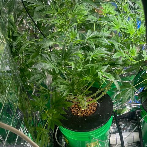 Auto Apples Bananas growlog timeline photo