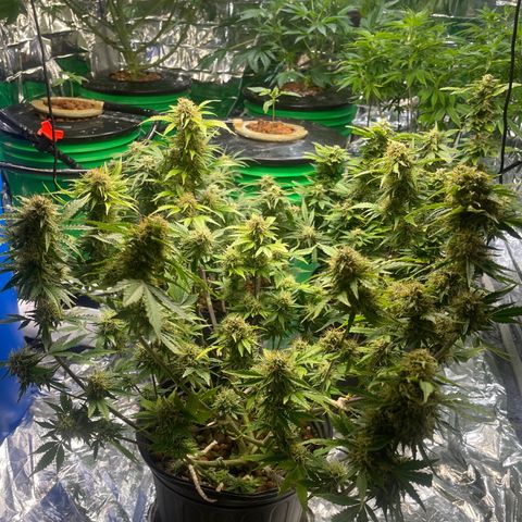 Auto Chem Cookies growlog timeline photo