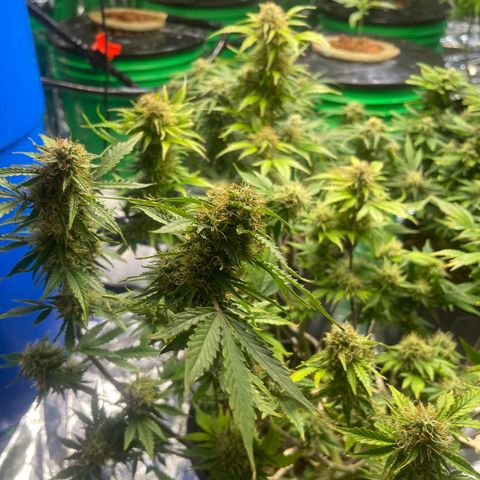 Auto Chem Cookies growlog timeline photo