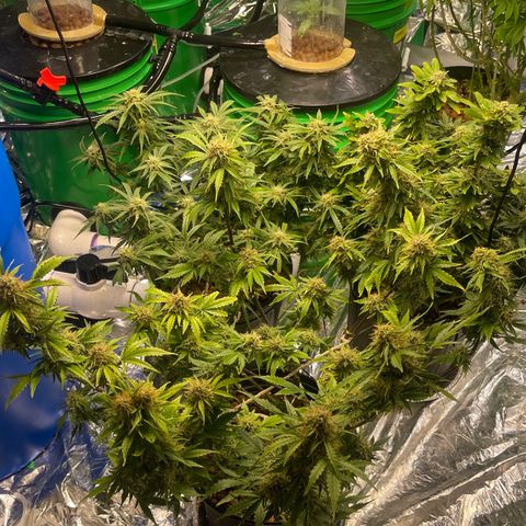 Auto Chem Cookies growlog timeline photo