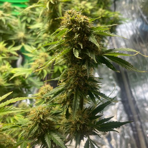 Auto Chem Cookies growlog timeline photo