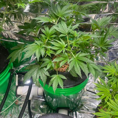 Auto Chem Cookies growlog timeline photo