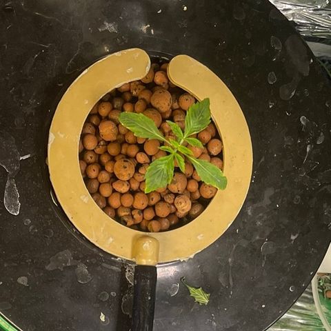 Auto LSD Cookies growlog timeline photo