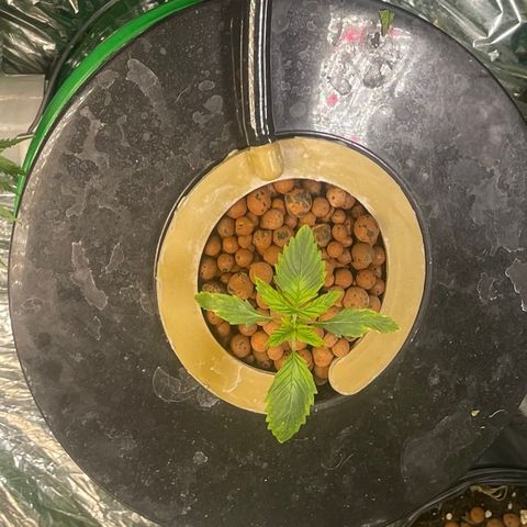 Auto LSD Cookies 1 growlog timeline photo