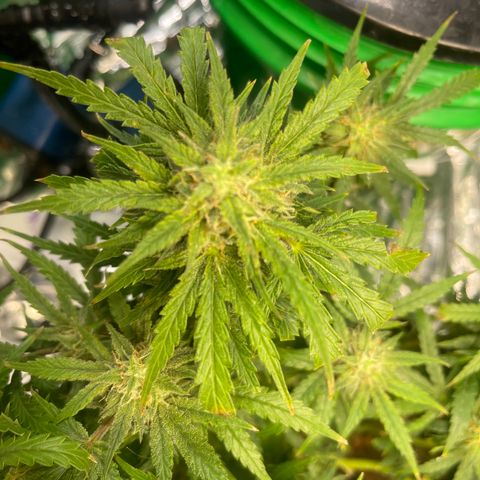 Auto Tutankhamen (King Tut) growlog timeline photo