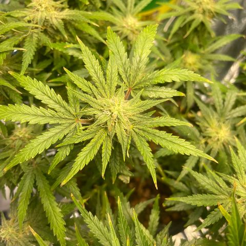Auto Tutankhamen (King Tut) growlog timeline photo