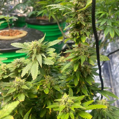 Auto Tutankhamen (King Tut) growlog timeline photo