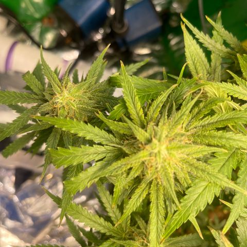Auto Tutankhamen (King Tut) growlog timeline photo