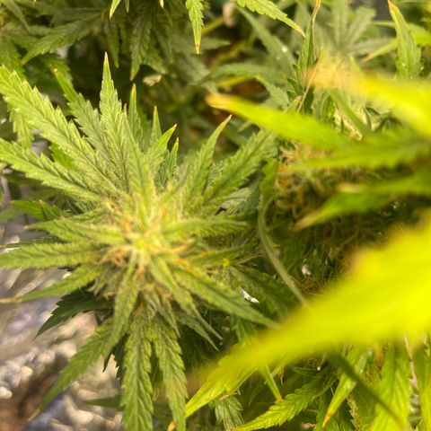 Auto Tutankhamen (King Tut) growlog timeline photo