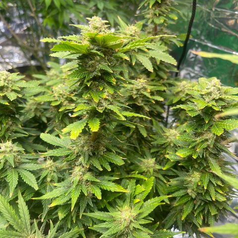 Auto Tutankhamen (King Tut) growlog timeline photo