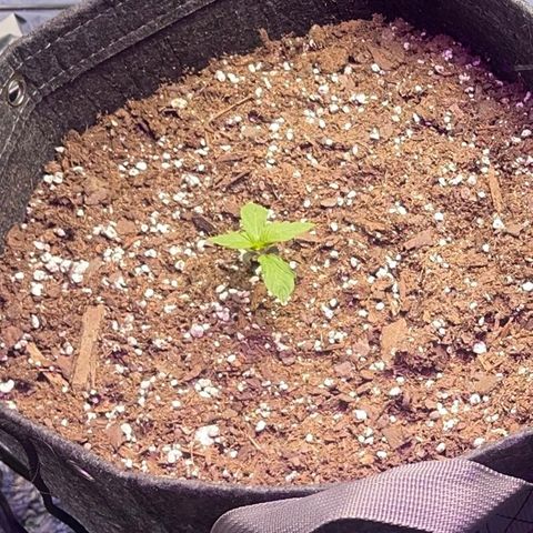 Spruce Cookies growlog timeline photo