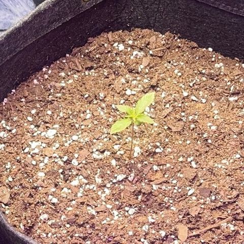 Purple African Magic #1 growlog timeline photo