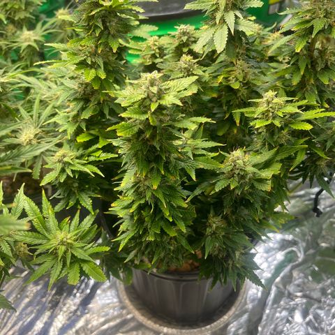 Auto Tutankhamen (King Tut) growlog timeline photo