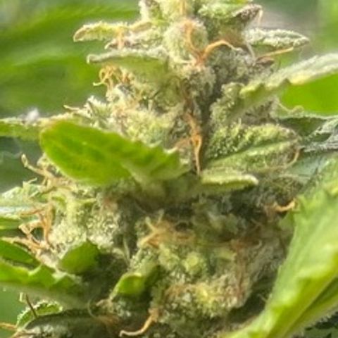 Auto Tutankhamen (King Tut) growlog timeline photo
