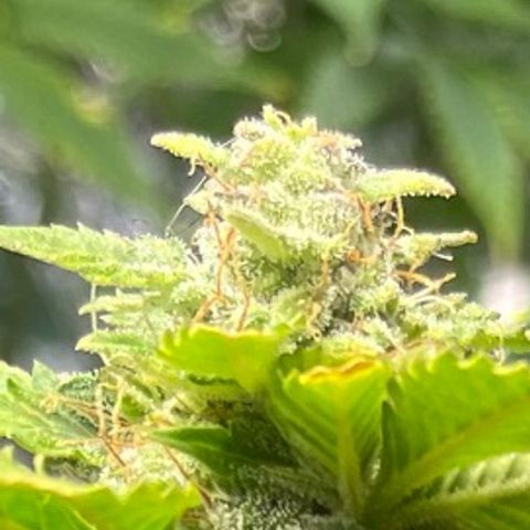 Auto Tutankhamen (King Tut) growlog timeline photo