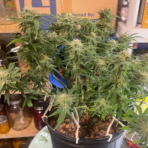 Auto Tutankhamen (King Tut) growlog timeline photo