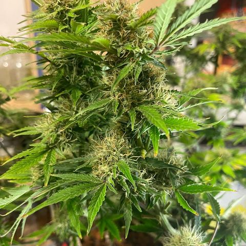 Auto Tutankhamen (King Tut) growlog timeline photo
