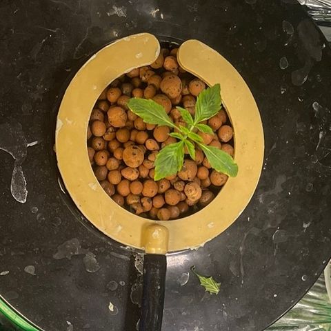 Auto LSD Cookies 1 growlog timeline photo