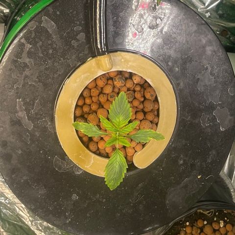 Auto LSD Cookies growlog timeline photo