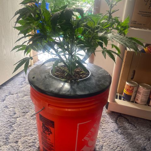 Auto Chem Cookies growlog timeline photo