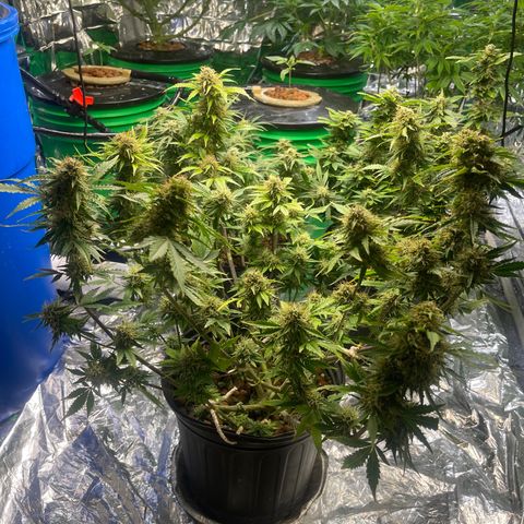 Auto Chem Cookies growlog timeline photo