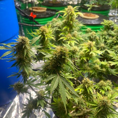 Auto Chem Cookies growlog timeline photo