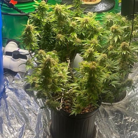 Auto Chem Cookies growlog timeline photo