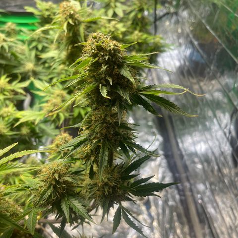 Auto Chem Cookies growlog timeline photo