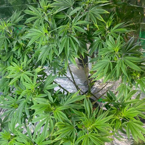 Auto Apples Bananas growlog timeline photo