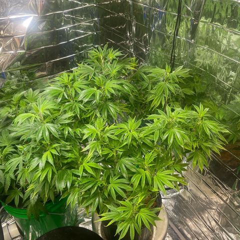 Auto Apples Bananas growlog photo:  Brought  her back to life. 