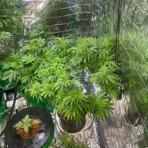 Auto Apples Bananas growlog photo:  Brought  her back to life. 