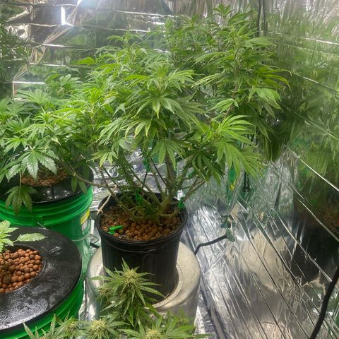 Auto Apples Bananas growlog photo:  Brought  her back to life. 