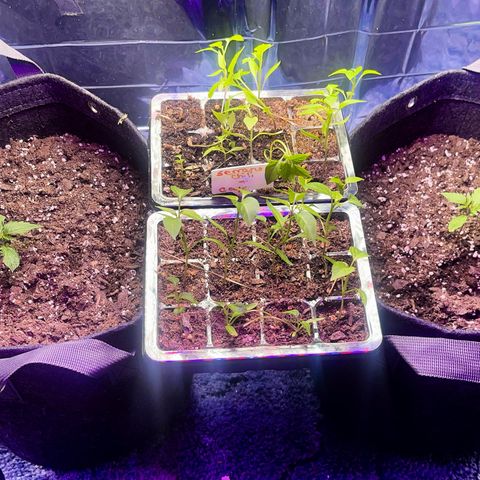 Purple African Magic #1 growlog timeline photo