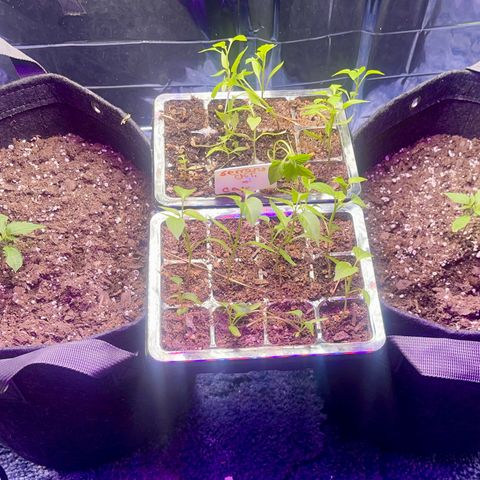Spruce Cookies growlog timeline photo