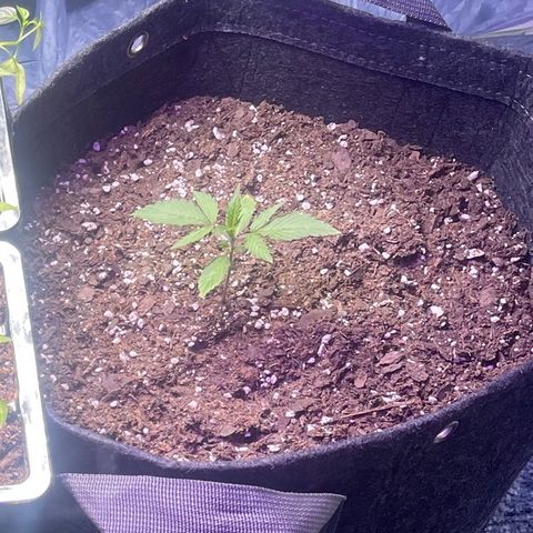Spruce Cookies growlog timeline photo
